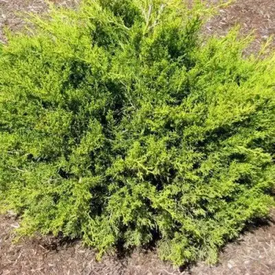 Можжевельник ИЗАБЕЛИН китайский в Речице