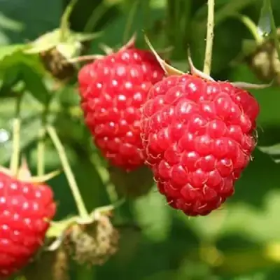 Малина БАЛЬЗАМ в Речице