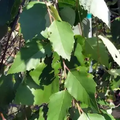 Береза САММЕР КАСКАД черная в Речице