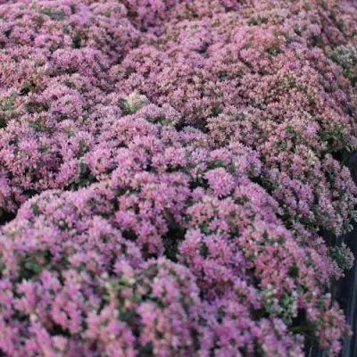 Очиток (седум) САНСПАРКЛЕР ЛАЙМ ЗИНГЕР в Речице