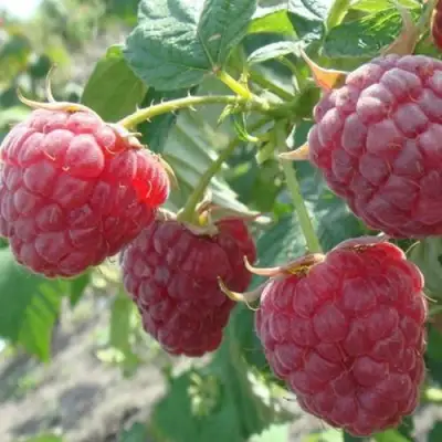 Малина БРУСИЛОВСКАЯ в Речице