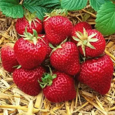 Клубника ХОНЕЙ в Речице