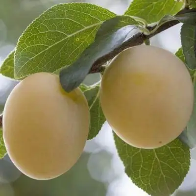 Слива УТРО в Речице