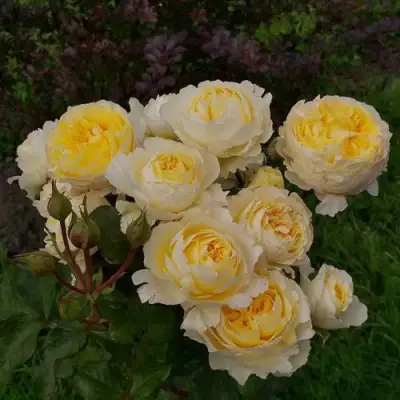 Роза БЕАТРИС английская в Речице