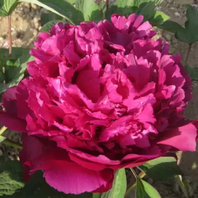 Пион ТАЙНАЯ СТРАСТЬ древовидный в Речице