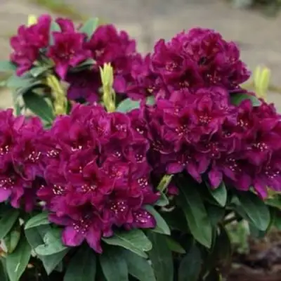 Рододендрон КАЛИ в Речице