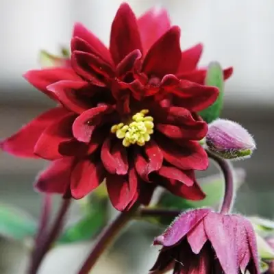 Аквилегия РУБИ ПОРТ обыкновенная в Речице