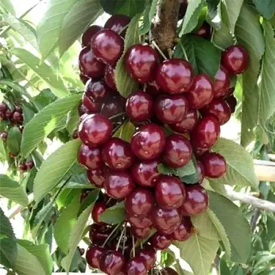 Черешня СИЛЬВИЯ колоновидная в Речице