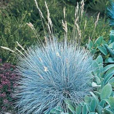 Овсяница АЙСФОГЕЛЬ сизая в Речице