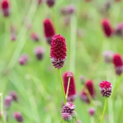 Кровохлебка БИТЛВИНГЗ в Речице