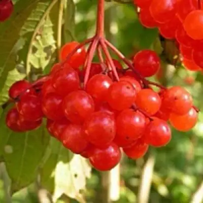 Калина ПАМЯТИ ВАЛЕНТИНЫ в Речице