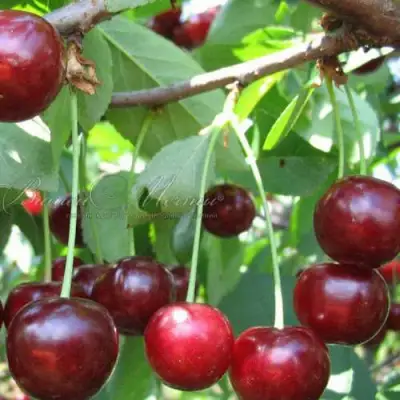 Дюк ИВАНОВНА в Речице