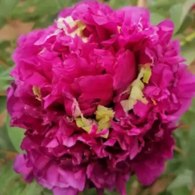 Пион ПОЛЕТ ЛАСТОЧКИ древовидный в Речице