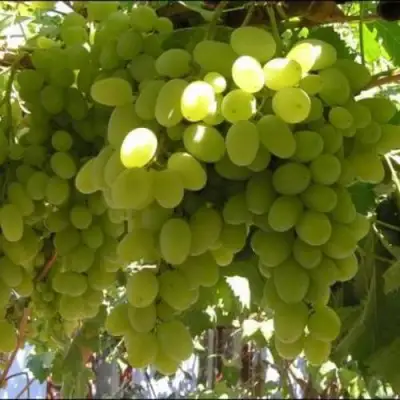 Виноград ИЛЬЯ  в Речице