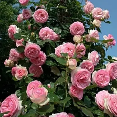 Роза ПЬЕР ДЕ РОНСАР плетистая в Речице