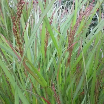 Просо ВЭРРИОР прутьевидное в Речице