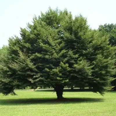 Бук обыкновенный в Речице