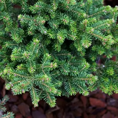 Ель ВИЛС ЦВЕРГ обыкновенная в Речице