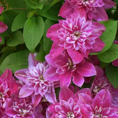 Клематис МАЙ ДАРЛИНГ  в Речице