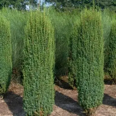 Можжевельник ХИБЕРНИКА обыкновенный  в Речице