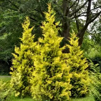 Туя ГОЛДЕН БРАБАНТ западная в Речице