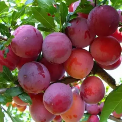 Слива НЕКТАРИННАЯ АРОМАТНАЯ в Речице