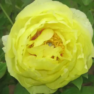 Пион ЗОЛОТО ПОДНЕБЕСНОЙ древовидный в Речице