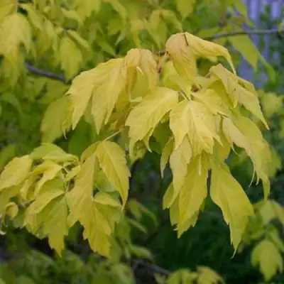 Клен ясенелистный в Речице