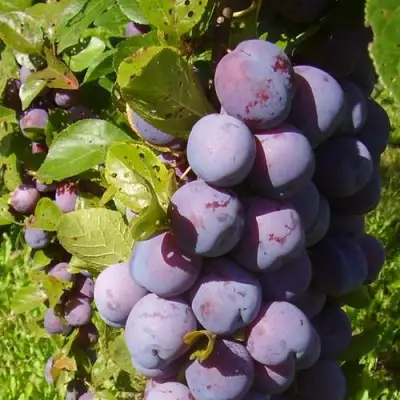 Слива НАГРАДА НЕМАНСКАЯ в Речице