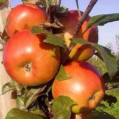 Яблоня ФРИДОМ в Речице