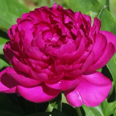 Пион БАРХАТ НОЧИ травянистый в Речице