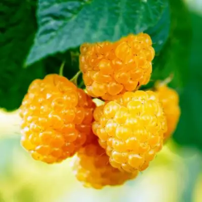 Малина МЕДОВАЯ в Речице