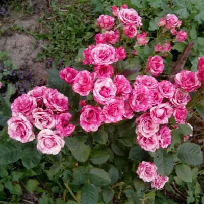 Роза ФЛЕШ ДАНС спрей в Речице