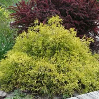 Кипарисовик ГОЛДЕН МОП горохоплодный в Речице