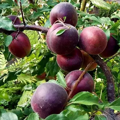 Шарафуга БЕЛЛА РОЯЛЬ в Речице