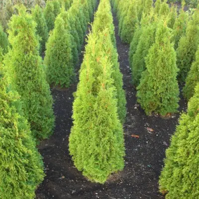 Туя САННИ СМАРАГД западная  в Речице