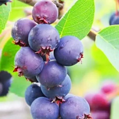 Ирга СМОУКИ в Речице