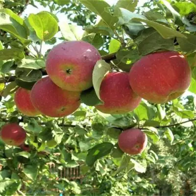 Яблоня ОРЛИК в Речице