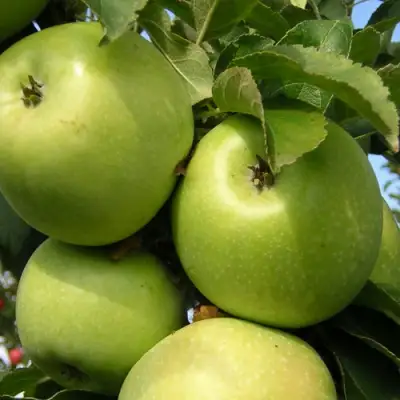 Яблоня КАЛУЖАНКА в Речице