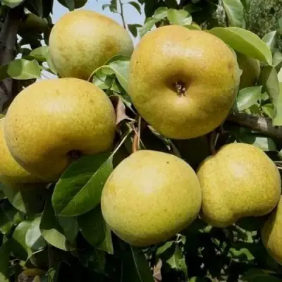 Груша ПЛАТОНОВСКАЯ в Речице