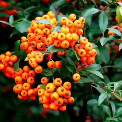 Пираканта ОРАНЖ ГЛОУ в Речице