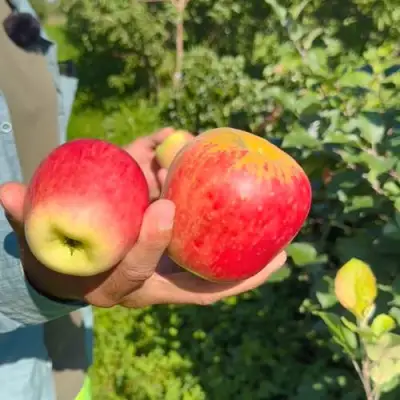 Яблоня БЛАГАЯ ВЕСТЬ в Речице