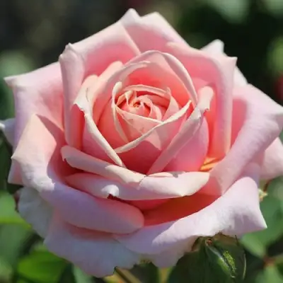 Роза ФРЕДЕРИК МИСТРАЛЬ чайно-гибридная в Речице