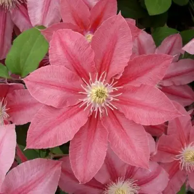 Клематис ЛИТЛ МЕРМЕЙД в Речице