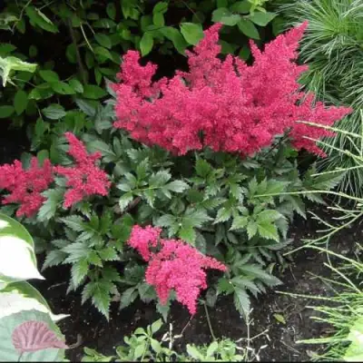 Астильба БОНН японская в Речице