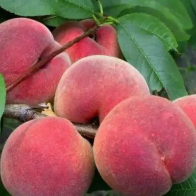 Персик ЮБИЛЕЙ СТОЛИЦЫ колонновидный в Речице