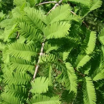 Метасеквойя  ГЛИПТОСТРОБОИДНАЯ  в Речице