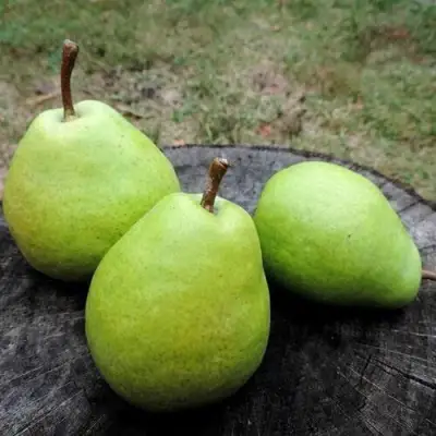 Груша БЕРЕ ЛЮКА в Речице