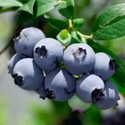 Голубика СИЕРРА в Речице