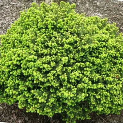 Ель ЛИТЛ ДЖЕМ обыкновенная в Речице